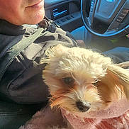 Aburey is registered to the contest to win money with this photo: car_interior, casual, closeup, clothing, cozy, dashboard, dog, ears, fur, indoor, knitted, lap, nose, person, pet, seat, small_dog, steering_wheel, sunlight, sweater