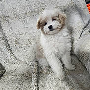 Chole is registered to the contest to win money with this photo: puppy, dog, fluffy, white_fur, light_brown_fur, blanket, soft_texture, cute, pet, animal, sitting, indoor, cozy, fur, small_dog, head_tilt, curious, companion, adorable, young_dog