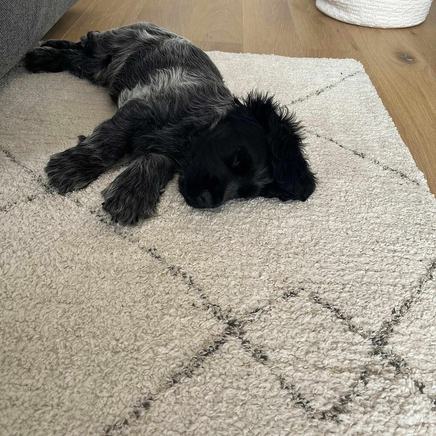Arlo participe au concours pour gagner de l'argent avec cette photo : animal, ball, canine, cat, cockerspaniel, cushion, dog, hardwood, homedecor, hound, mat, papillon, pet, puppy, rug, sport, tennis, tennisball, terrier, wood