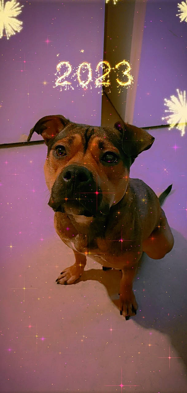 Maya a rejoint le concours — aidez-le/la à gagner de superbes lots ! canidae, carnivore, collar, companion_dog, dog, dog_breed, dog_collar, dog_supply, event, fawn, guard_dog, light, pet_supply, snout, snow, sporting_group, whiskers, window, winter, working_animal