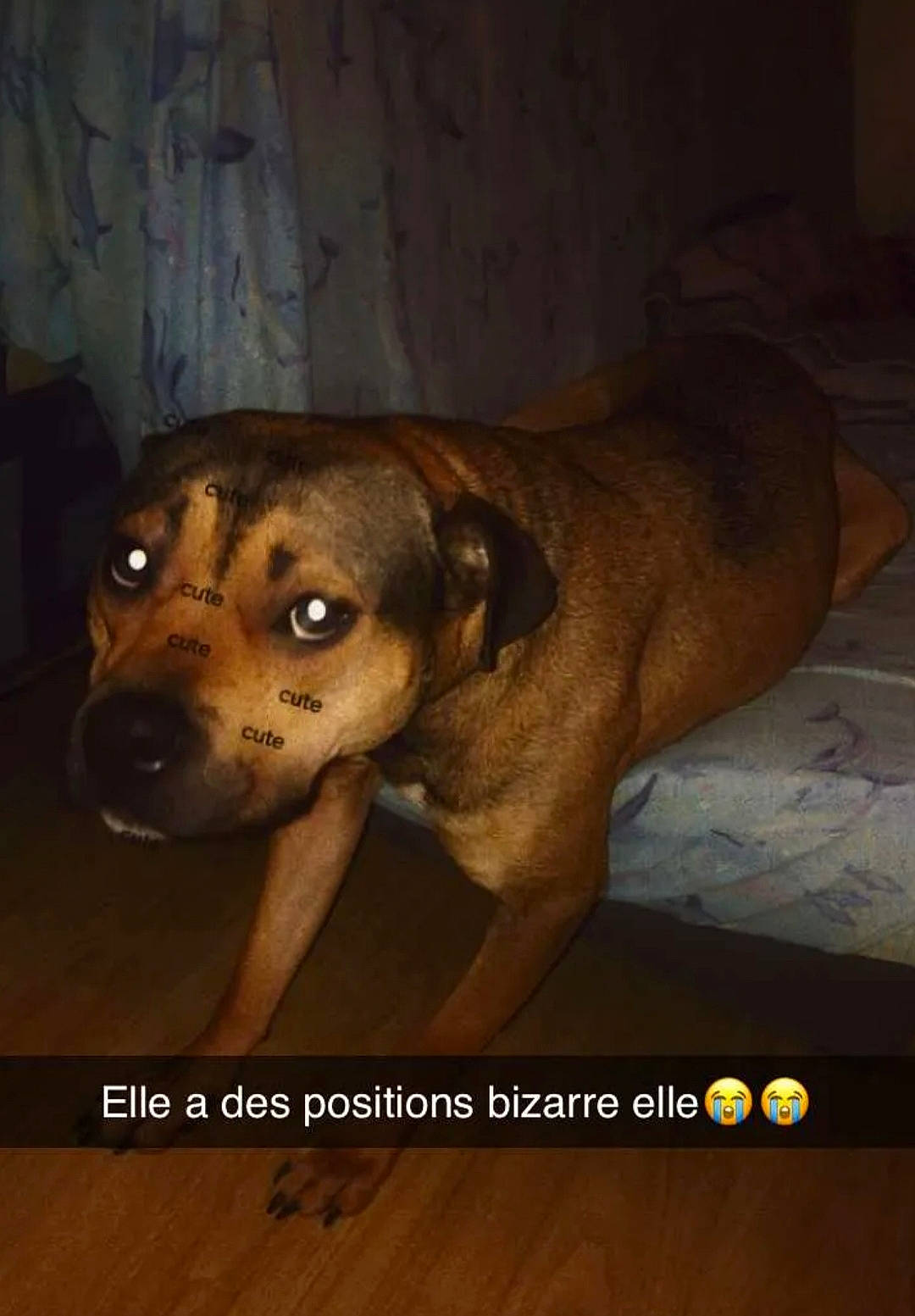 Maya a rejoint le concours — aidez-le/la à gagner de superbes lots ! brown, canidae, carnivore, companion_dog, darkness, dog, dog_breed, fawn, liver, photo_caption, snout, sporting_group, terrestrial_animal, whiskers, wood, working_animal