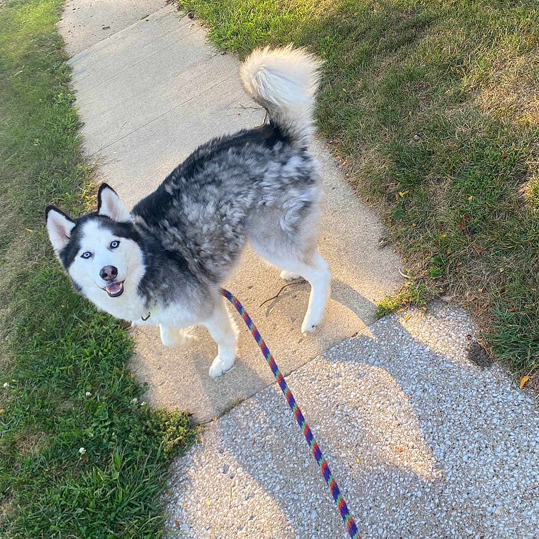 King is registered to the contest to win money with this photo: animal, blue_eyes, canine, daytime, dog, ears, fur, grass, happy, husky, leash, nature, outdoor, pet, shadow, sidewalk, smiling, sunlight, tail, walking