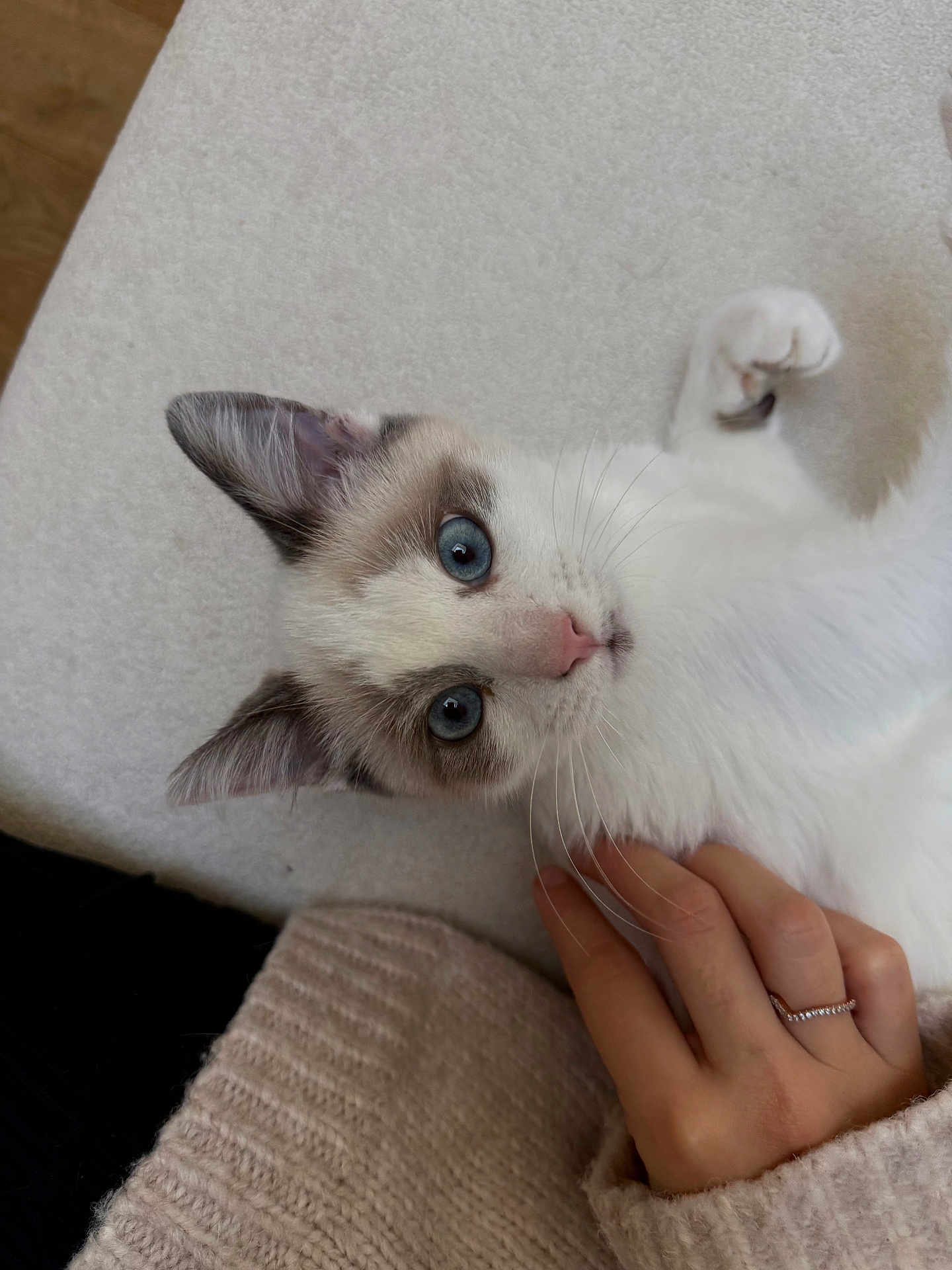 Dolce participe au concours pour gagner de l'argent avec cette photo : cat, kitten, blue_eyes, pet, hand, cozy, sweater, white_fur, curious, lying_down, indoor, closeup, cute, feline, whiskers, gentle_touch, relaxed, soft_texture, domestic_animal, young_cat