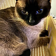 Dede joined the competition — help win amazing prizes! animal, beige, black, brown, cat, close_up, curious, domestic_animal, eyes, feline, fur, indoor, pet, portrait, resting, siamese_cat, texture, whiskers, wood, woven_surface