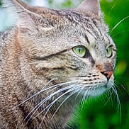 Myou a rejoint le concours — aidez-le/la à gagner de superbes lots ! alert, animal, background_blur, cat, close_up, domestic_cat, feline, focus, fur, green_eyes, head, mammal, nature, outdoor, pet, portrait, profile, tabby_cat, whiskers, whiskers_visible