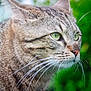 alert, animal, background_blur, cat, close_up, domestic_cat, feline, focus, fur, green_eyes, head, mammal, nature, outdoor, pet, portrait, profile, tabby_cat, whiskers, whiskers_visible