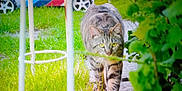 Myou participe au concours pour gagner de l'argent avec cette photo : animal, cat, closeup, curious, daylight, focus, garden, grass, greenery, leaves, metal_stool, mower, nature, outdoor, pathway, pet, plants, tabby_cat, walking, yellow_eyes