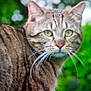 Myou participe au concours pour gagner de l'argent avec cette photo : animal, blurred_background, cat, closeup, curious, ears, face, feline, fur, green, green_eyes, mammal, nature, outdoor, pet, portrait, stripes, tabby_cat, whiskers, wildlife