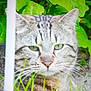 Myou a rejoint le concours — aidez-le/la à gagner de superbes lots ! animal, background, blur, cat, closeup, ears, face, feline, fur, garden, grass, green_leaves, nature, nose, outdoor, pet, plant, pole, tabby_cat, whiskers