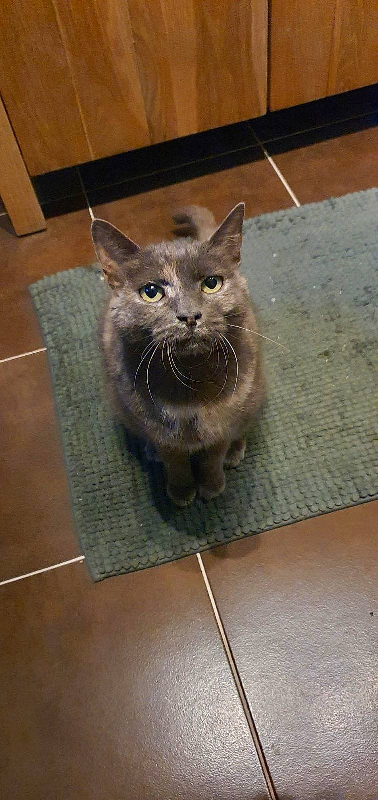 Kandy participe au concours pour gagner de l'argent avec cette photo : art, carnivore, cat, cat_supply, domestic_short_haired_cat, fawn, felidae, flooring, fur, grey, hardwood, russian_blue, small_to_medium_sized_cats, snout, tail, terrestrial_animal, tile, tile_flooring, whiskers, wood