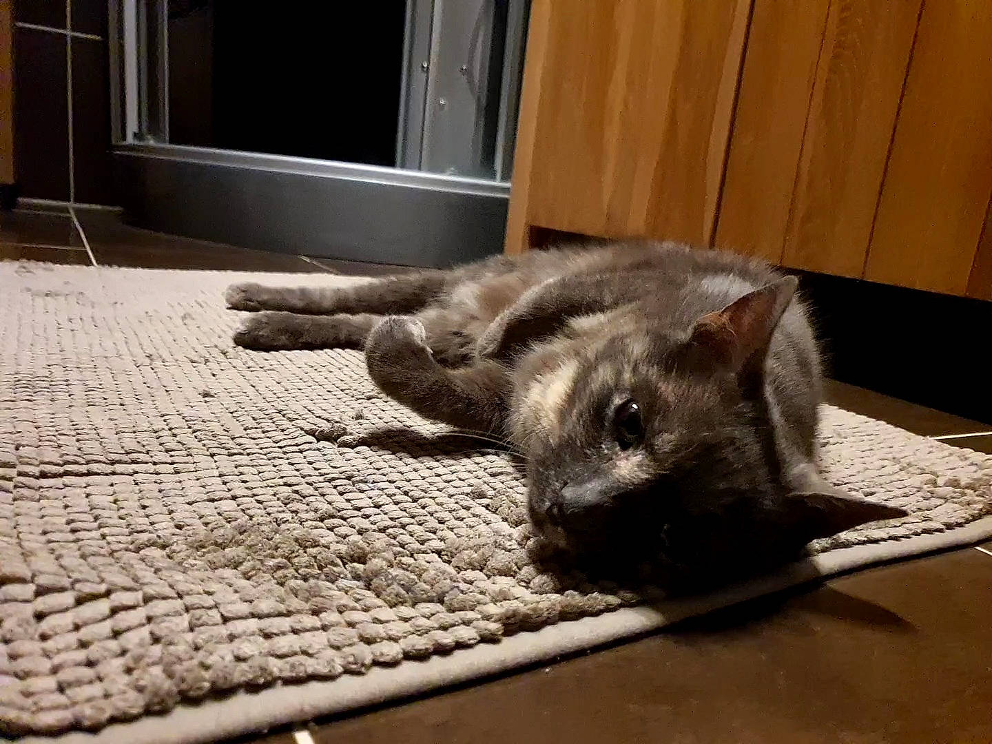 Kandy participe au concours pour gagner de l'argent avec cette photo : carnivore, cat, claw, comfort, dog_breed, domestic_short_haired_cat, door, fawn, felidae, flooring, fur, grey, hardwood, mat, small_to_medium_sized_cats, snout, tail, terrestrial_animal, whiskers, wood