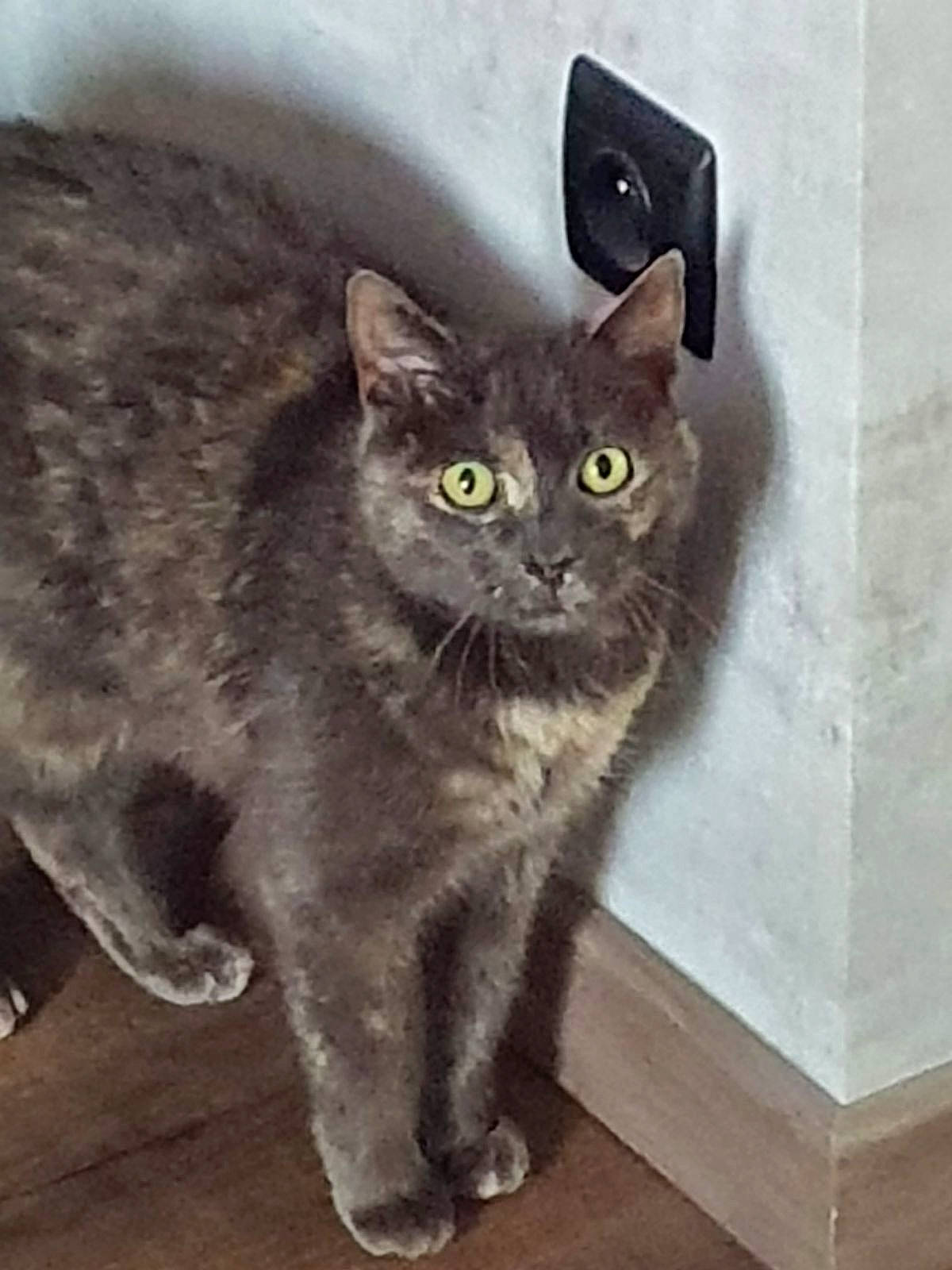 Kandy participe au concours pour gagner de l'argent avec cette photo : automotive_tire, black_cat, carnivore, cat, domestic_short_haired_cat, felidae, flooring, fur, grey, monochrome_photography, paw, sitting, small_to_medium_sized_cats, snout, tail, terrestrial_animal, whiskers, window