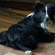 Joey joined the competition — help win amazing prizes! animal, black_and_white, canine, companion, curious, cute, dog, domestic, floor, fur, furry, indoor, looking_back, lying_down, mammal, paws, pet, portrait, relaxed, resting