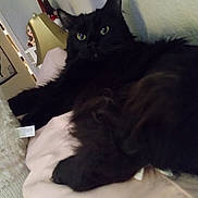 Jbird is registered to the contest to win money with this photo: animal, architecture, bed, bedroom, blackcat, building, cat, chair, couch, cushion, face, furniture, head, homedecor, indoors, kitten, manx, person, pet, room