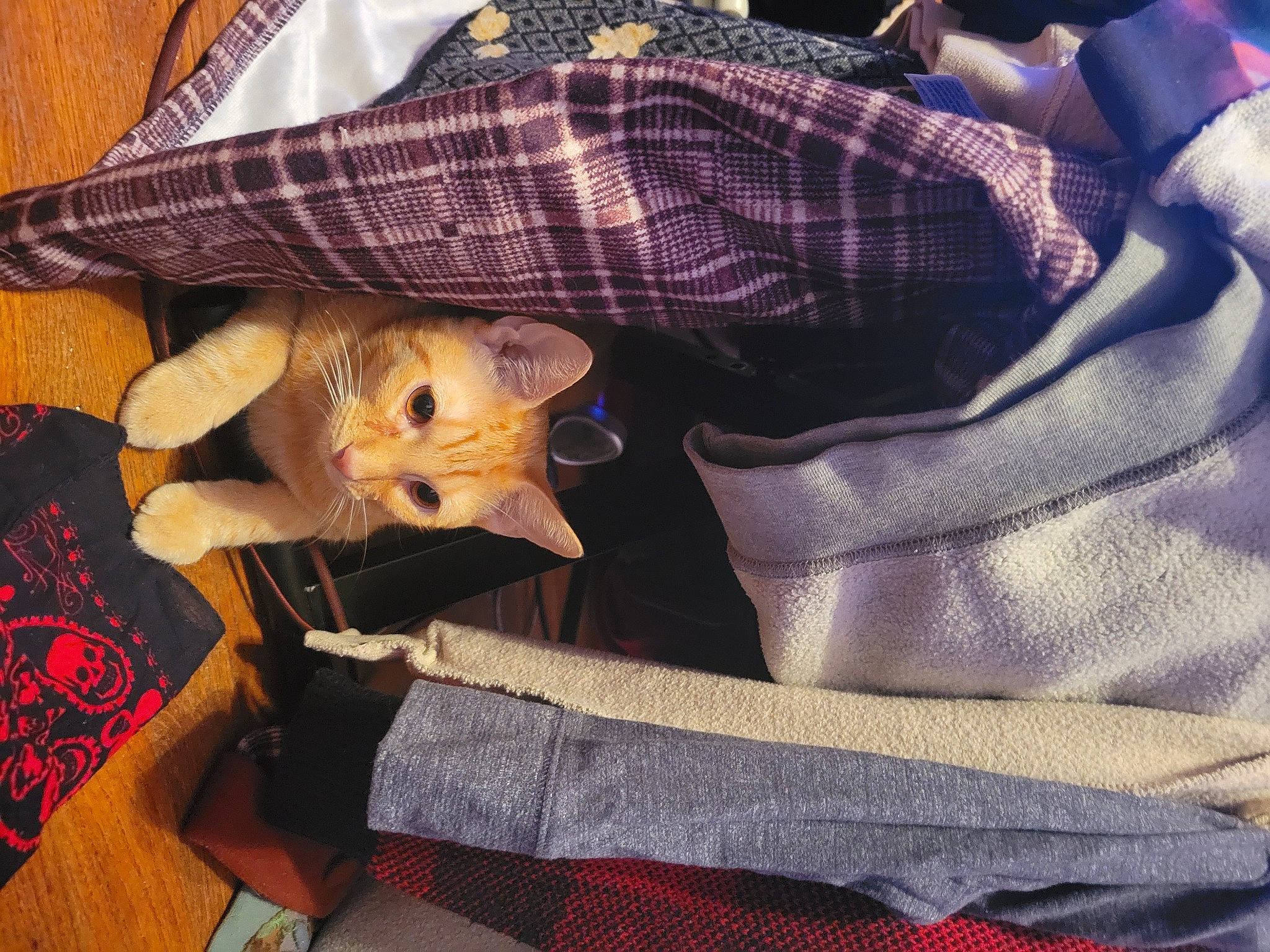 Pumpernickel is registered to the contest to win money with this photo: canidae, carnivore, cat, comfort, domestic_short_haired_cat, fawn, felidae, fur, lap, linens, pattern, plaid, sleeve, small_to_medium_sized_cats, sporting_group, tail, tartan, textile, whiskers, wood