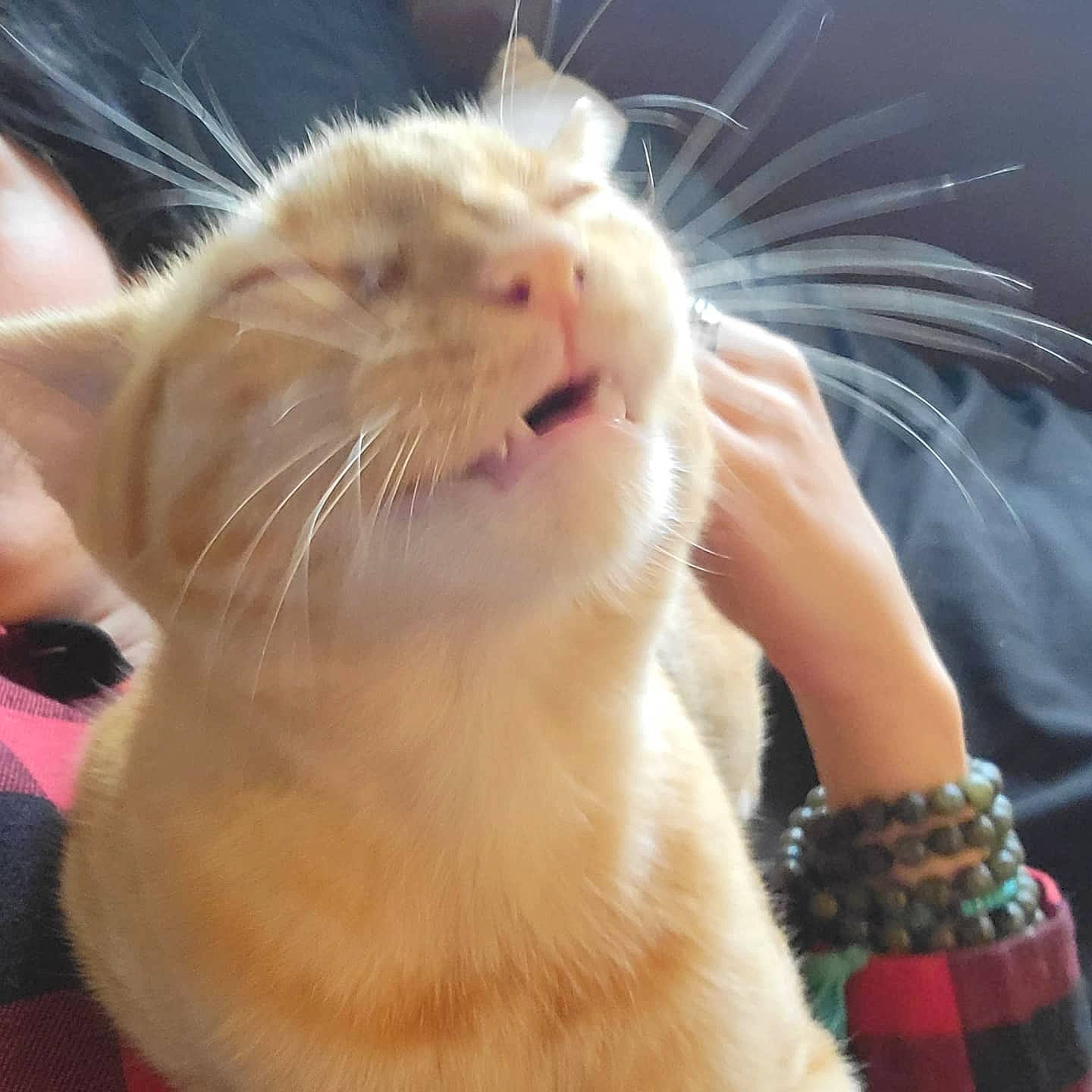 Pumpernickel is registered to the contest to win money with this photo: carnivore, cat, claw, domestic_short_haired_cat, fawn, felidae, foot, fur, gesture, happy, paw, small_to_medium_sized_cats, smile, snout, tail, vertebrate, whiskers