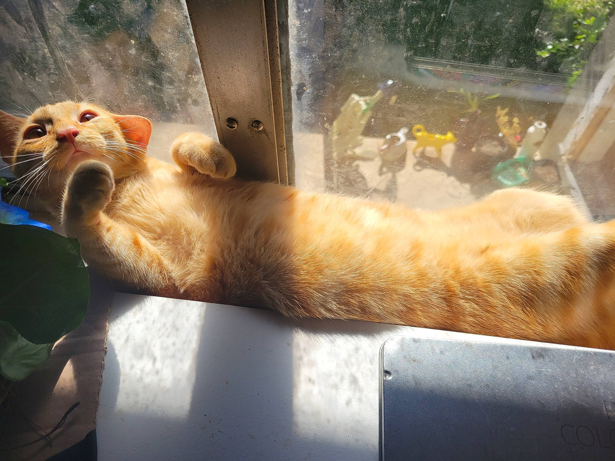 Pumpernickel joined the competition — help win amazing prizes! animal_shelter, carnivore, cat, claw, comfort, domestic_short_haired_cat, eye, fawn, felidae, fur, mammal, organism, paw, small_to_medium_sized_cats, snout, tail, terrestrial_animal, vertebrate, whiskers, wildlife