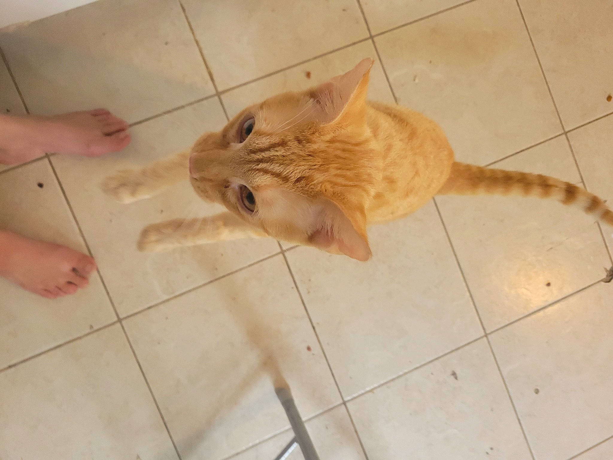 Pumpernickel is registered to the contest to win money with this photo: canidae, carnivore, cat, dog_breed, domestic_short_haired_cat, fawn, felidae, floor, flooring, fur, hardwood, line, small_to_medium_sized_cats, snout, sporting_group, tail, terrestrial_animal, whiskers, wood, wood_stain