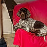 dog, indoor, chair, red, tiled_floor, window, resting, pet, canine, furniture, domestic, relaxed, animal, spotty_coat, ears, lying_down, home, comfort, quiet, calm