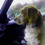 Bill participe au concours pour gagner de l'argent avec cette photo : animal, brown_fur, calm, car_interior, collar, daylight, dog, greenery, looking, nature, pet, profile_view, rain, raindrops, seat, side_mirror, transportation, travel, white_fur, window