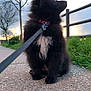 puppy, dog, leash, black_fur, white_patch, sitting, side_view, outdoor, path, pavement, grass, trees, sunset, sky, fence, collar, pet, nature, quiet, leisure