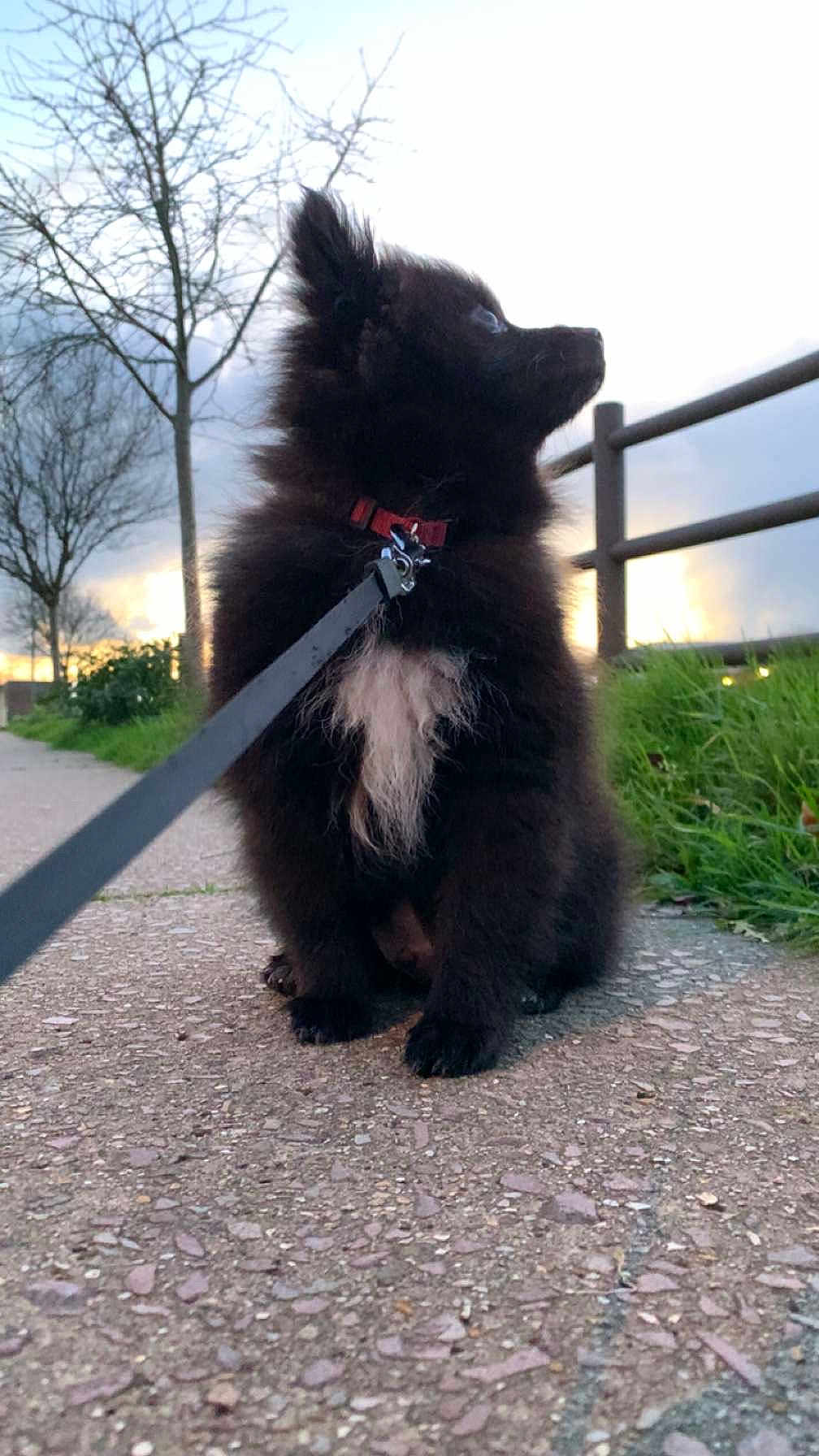 Arko participe au concours pour gagner de l'argent avec cette photo : puppy, dog, leash, black_fur, white_patch, sitting, side_view, outdoor, path, pavement, grass, trees, sunset, sky, fence, collar, pet, nature, quiet, leisure