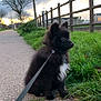 Arko a rejoint le concours — aidez-le/la à gagner de superbes lots ! dog, puppy, leash, grass, sidewalk, fence, tree, sky, cloud, sunset, outdoor, nature, pet, black_fur, white_fur, curious, sitting, walk, path, quiet