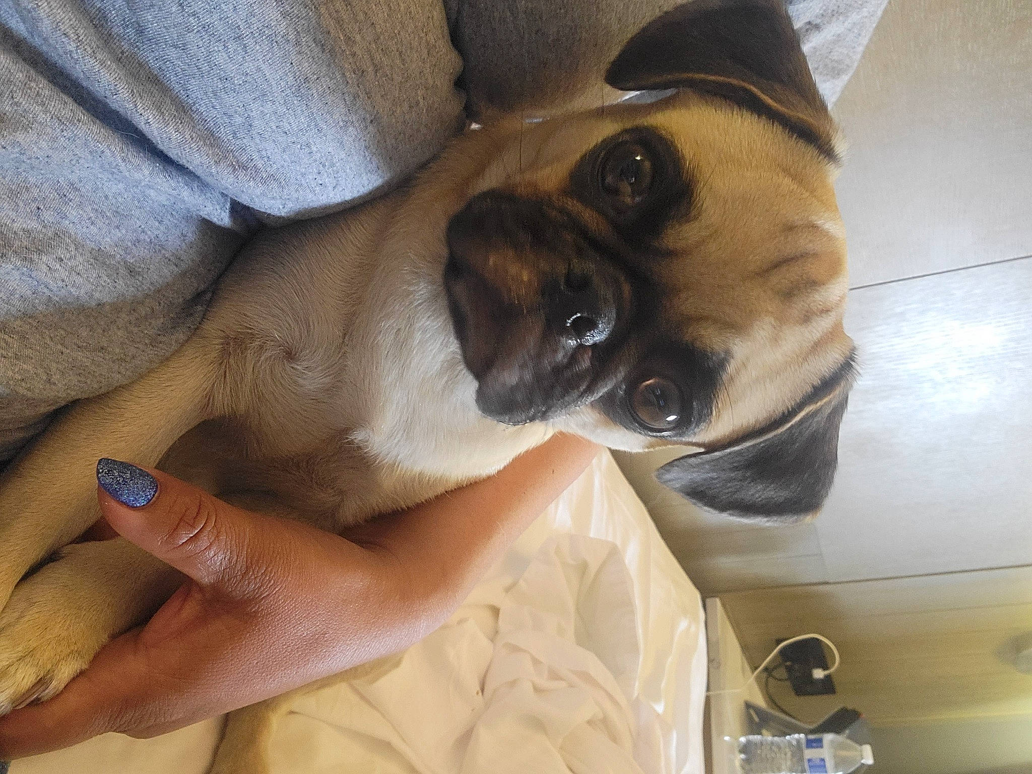 Daisy is registered to the contest to win money with this photo: canidae, carnivore, comfort, companion_dog, dog, dog_breed, elbow, fawn, gesture, human_leg, nail, pug, snout, sporting_group, tableware, thumb, toy_dog, working_animal, wrinkle, wrist