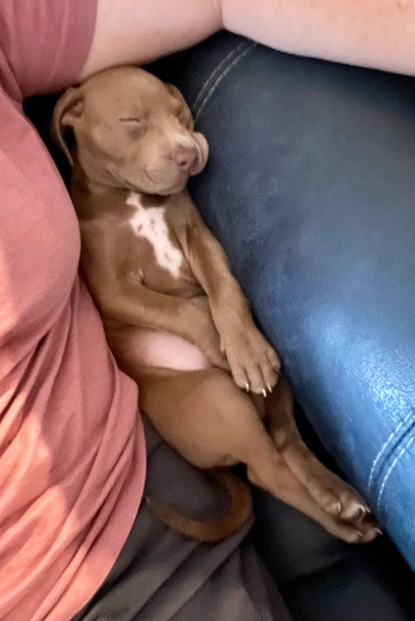 Willow Blue is registered to the contest to win money with this photo: armrest, carnivore, comfort, companion_dog, dog, dog_breed, electric_blue, fawn, fur, gesture, human_leg, knee, linens, nail, nap, sitting, thigh, toy_dog, working_animal, wrinkle