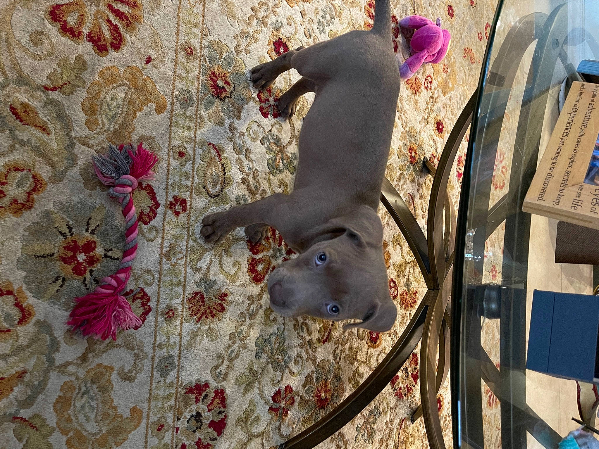 Willow Blue joined the competition — help win amazing prizes! adventure, carmine, child, fawn, flooring, fun, leisure, linens, magenta, pattern, petal, pink, recreation, sport_climbing, sportswear, tree, visual_arts, wood, working_animal