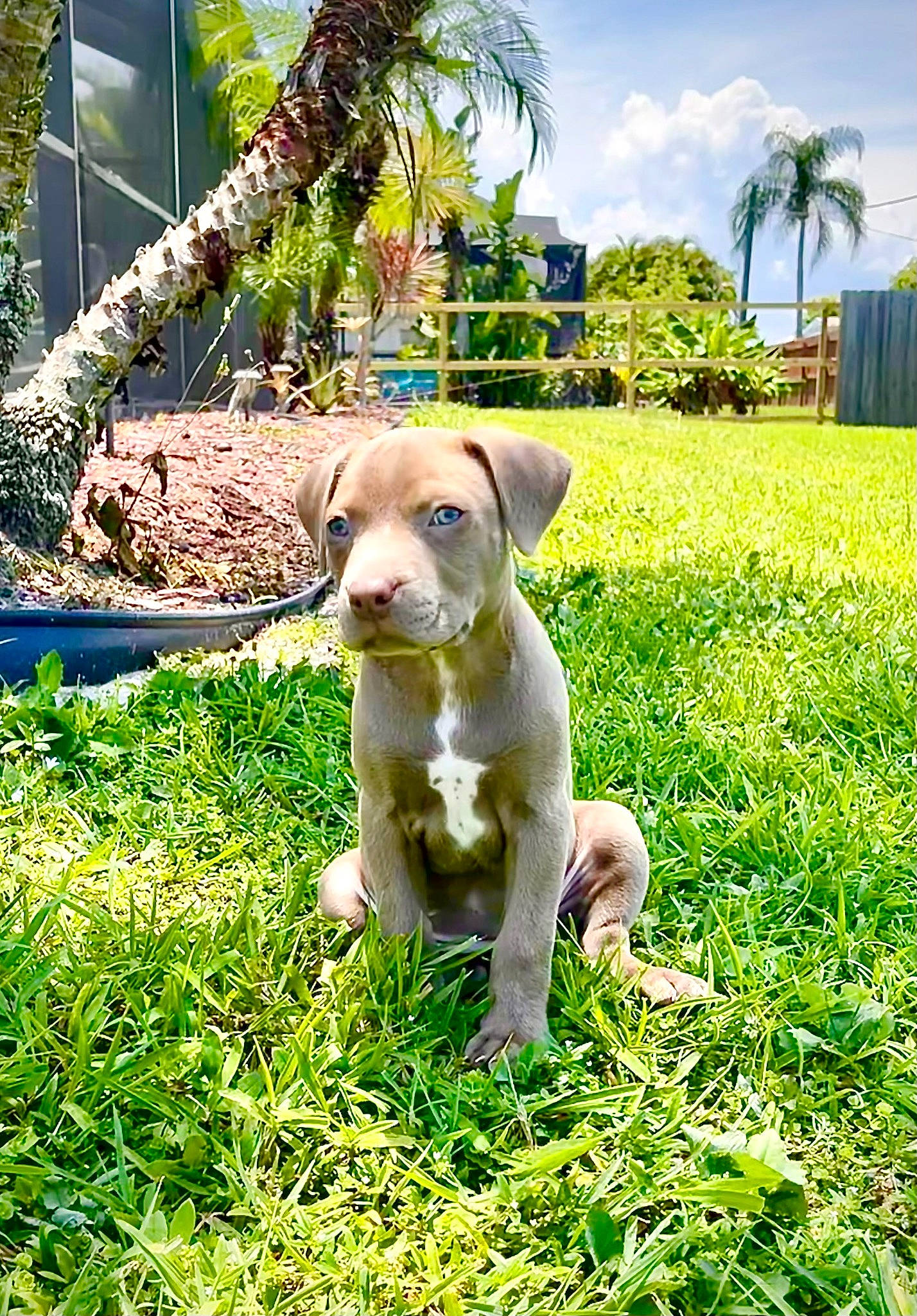 Willow Blue is registered to the contest to win money with this photo: arecales, carnivore, cloud, companion_dog, dog, dog_breed, fawn, garden, grass, grassland, groundcover, herb, palm_tree, people_in_nature, plant, sky, sporting_group, tail, tree, working_animal