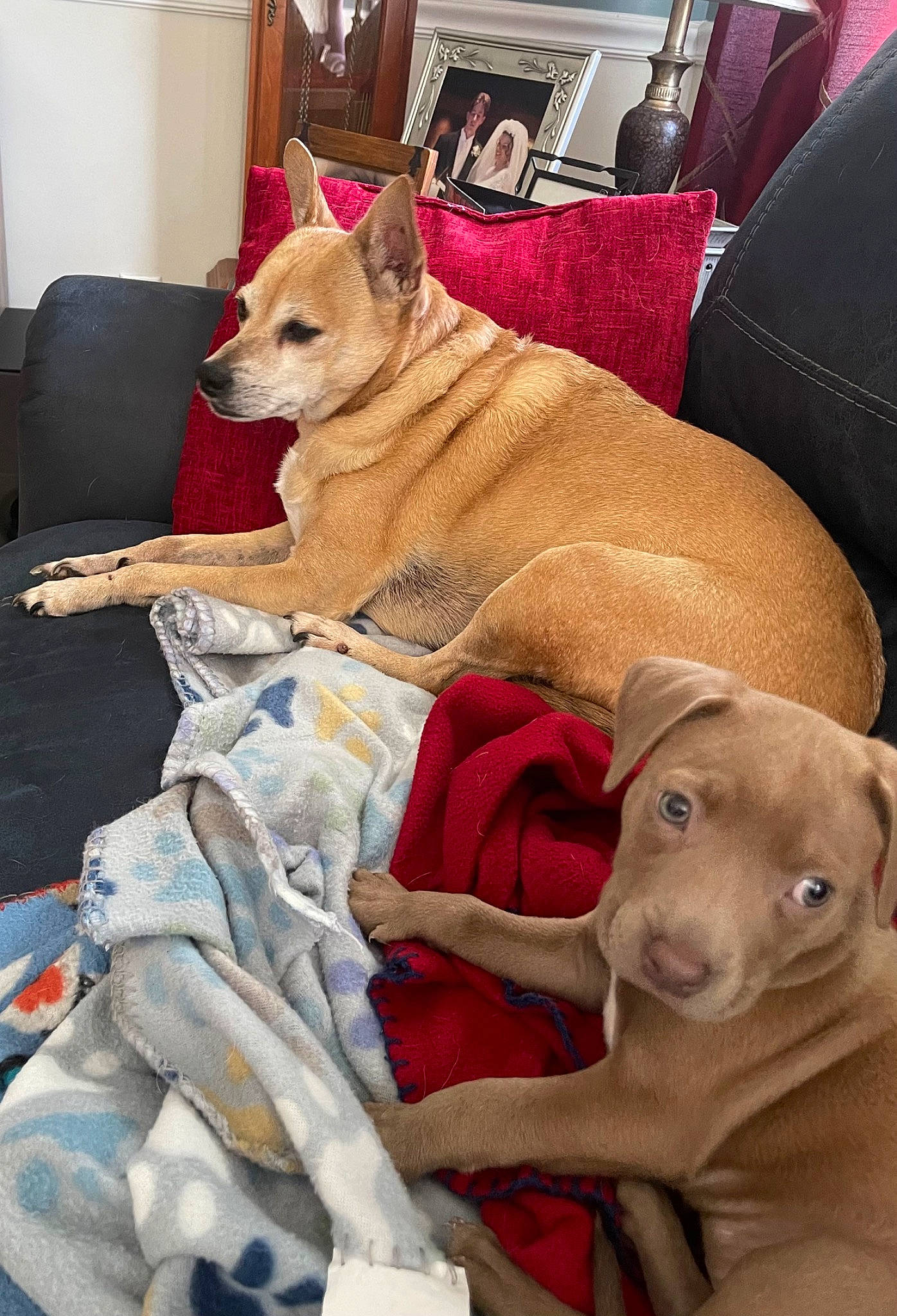 Willow Blue joined the competition — help win amazing prizes! canidae, carnivore, chair, collar, comfort, companion_dog, couch, dog, dog_breed, dog_supply, elephant, fawn, fur, furniture, indian_elephant, linens, room, snout, sporting_group, working_animal