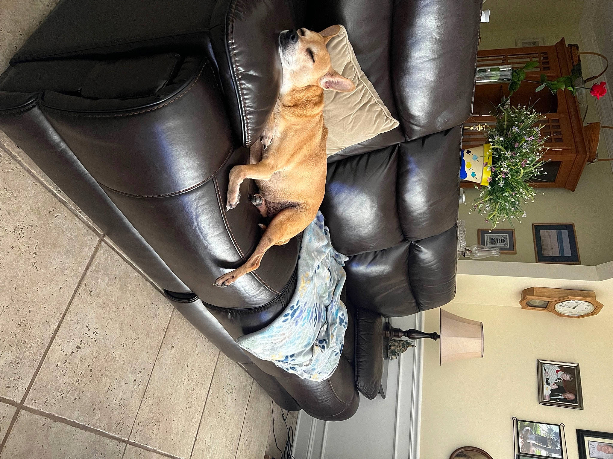 Baxter is registered to the contest to win money with this photo: auto_part, automotive_design, automotive_lighting, bag, boot, cat, chair, comfort, fender, foot, high_heels, human_leg, knee, leg, picture_frame, plant, sandal, shoe, sitting, thigh
