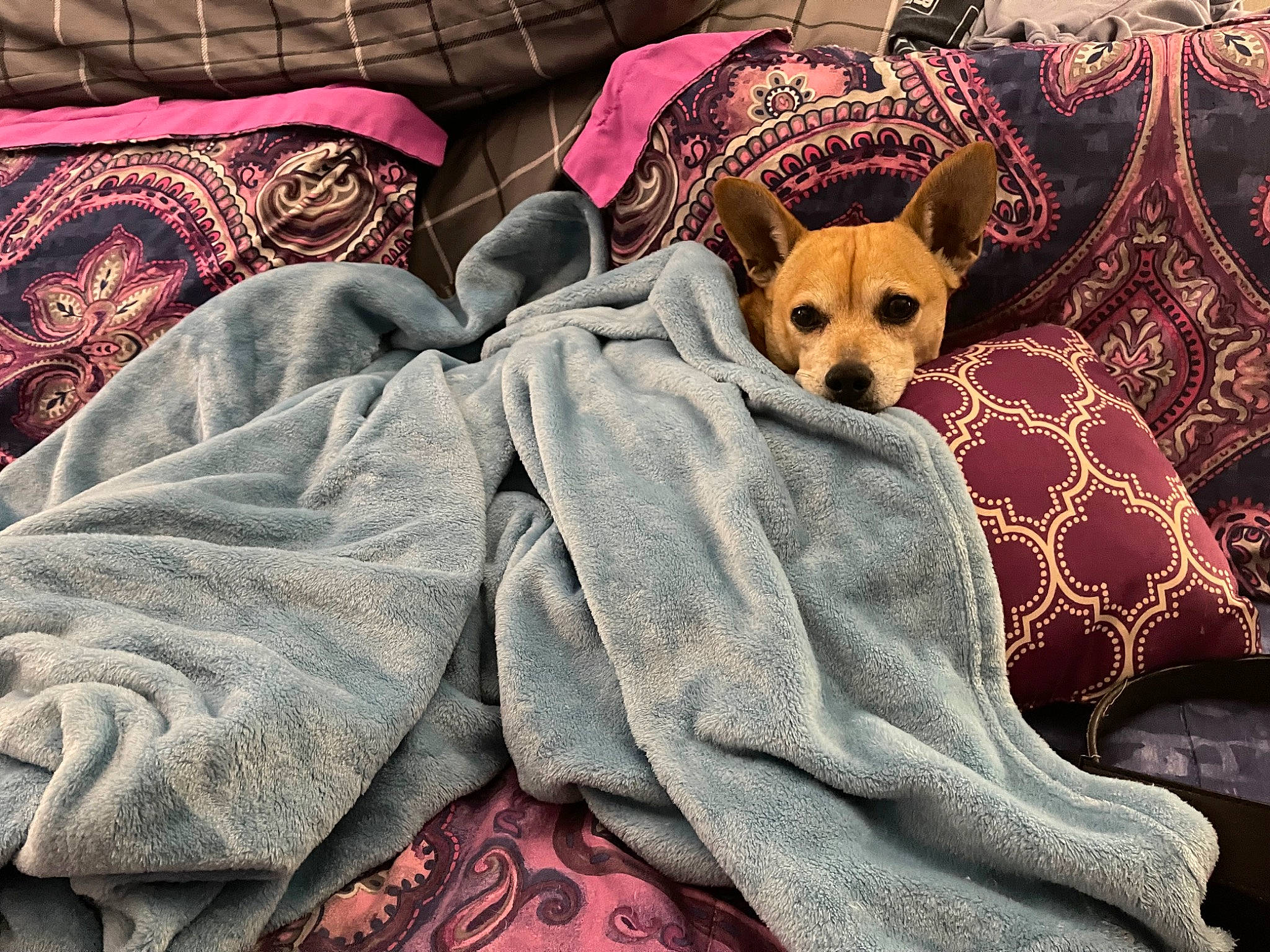 Baxter joined the competition — help win amazing prizes! bed, bedding, carnivore, comfort, companion_dog, couch, dog, dog_breed, dog_supply, fawn, fur, linens, pattern, pillow, snout, sporting_group, textile, toy_dog, whiskers, working_animal