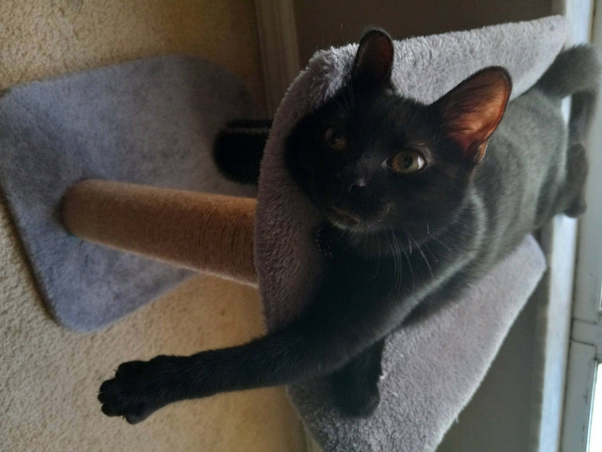 Chadwick is registered to the contest to win money with this photo: carnivore, cat, cat_furniture, cat_supply, comfort, domestic_short_haired_cat, felidae, flooring, fur, grey, russian_blue, small_to_medium_sized_cats, snout, tail, terrestrial_animal, whiskers, window