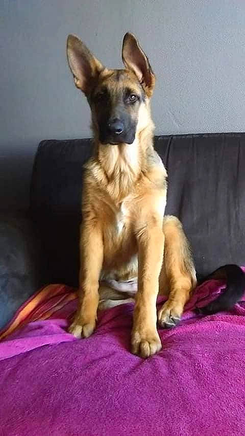 Django a rejoint le concours — aidez-le/la à gagner de superbes lots ! belgian_shepherd_malinois, canidae, carnivore, dog, dog_breed, east_european_shepherd, fawn, german_shepherd_dog, king_shepherd, mammal, old_german_shepherd_dog, snout, vertebrate