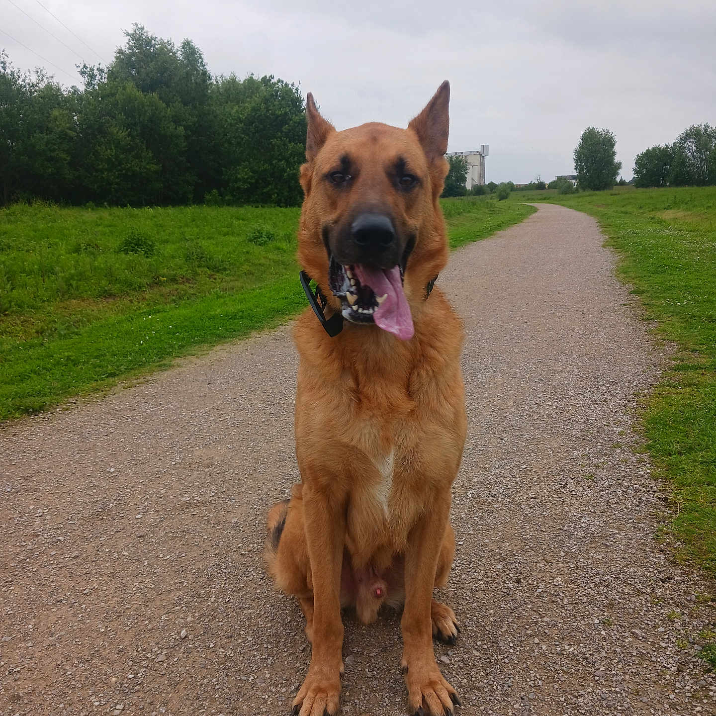 Django a rejoint le concours — aidez-le/la à gagner de superbes lots ! accessories, animal, bodypart, canine, dog, field, germanshepherd, grass, grassland, gravel, nature, outdoors, path, pet, plant, policedog, road, strap, terrier, tree