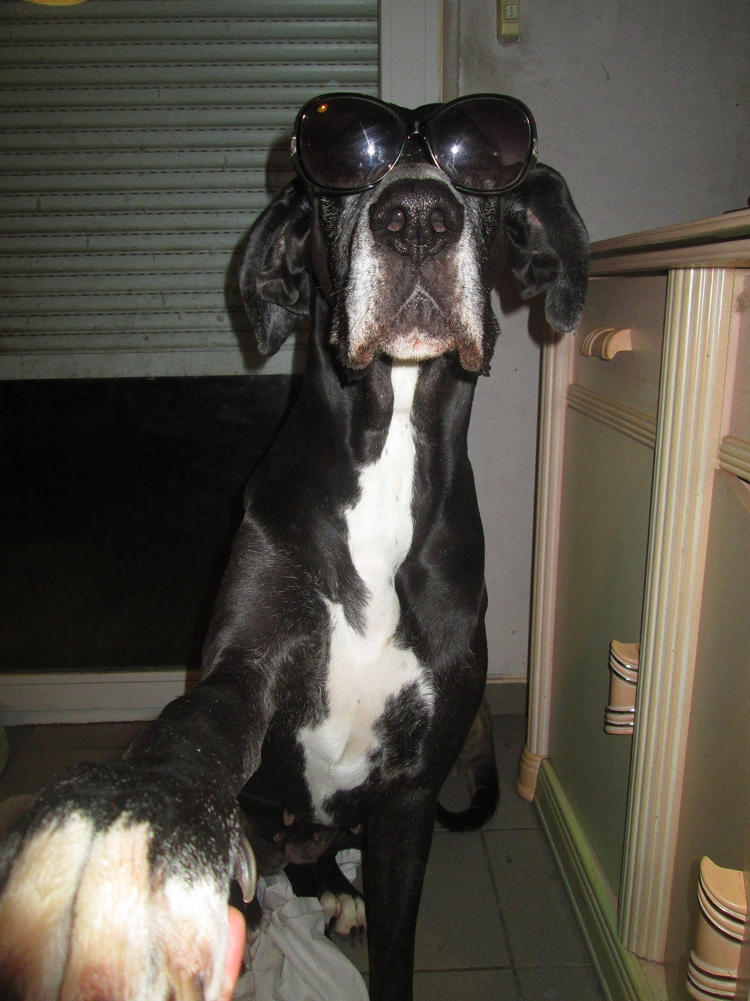 Helly participe au concours pour gagner de l'argent avec cette photo : american_pit_bull_terrier, bandog, canidae, carnivore, companion_dog, dog, dog_breed, fawn, great_dane, guard_dog, mammal, non_sporting_group, pit_bull, rare_breed_dog, snout, sporting_group, vertebrate