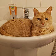 Minou participe au concours pour gagner de l'argent avec cette photo : cat, orange_cat, sink, bathroom, faucet, soap_dispenser, tile_wall, pet, domestic_animal, fur, cute, relaxed, resting, indoor, animal_face, whiskers, collar, looking_at_camera, close_up, household