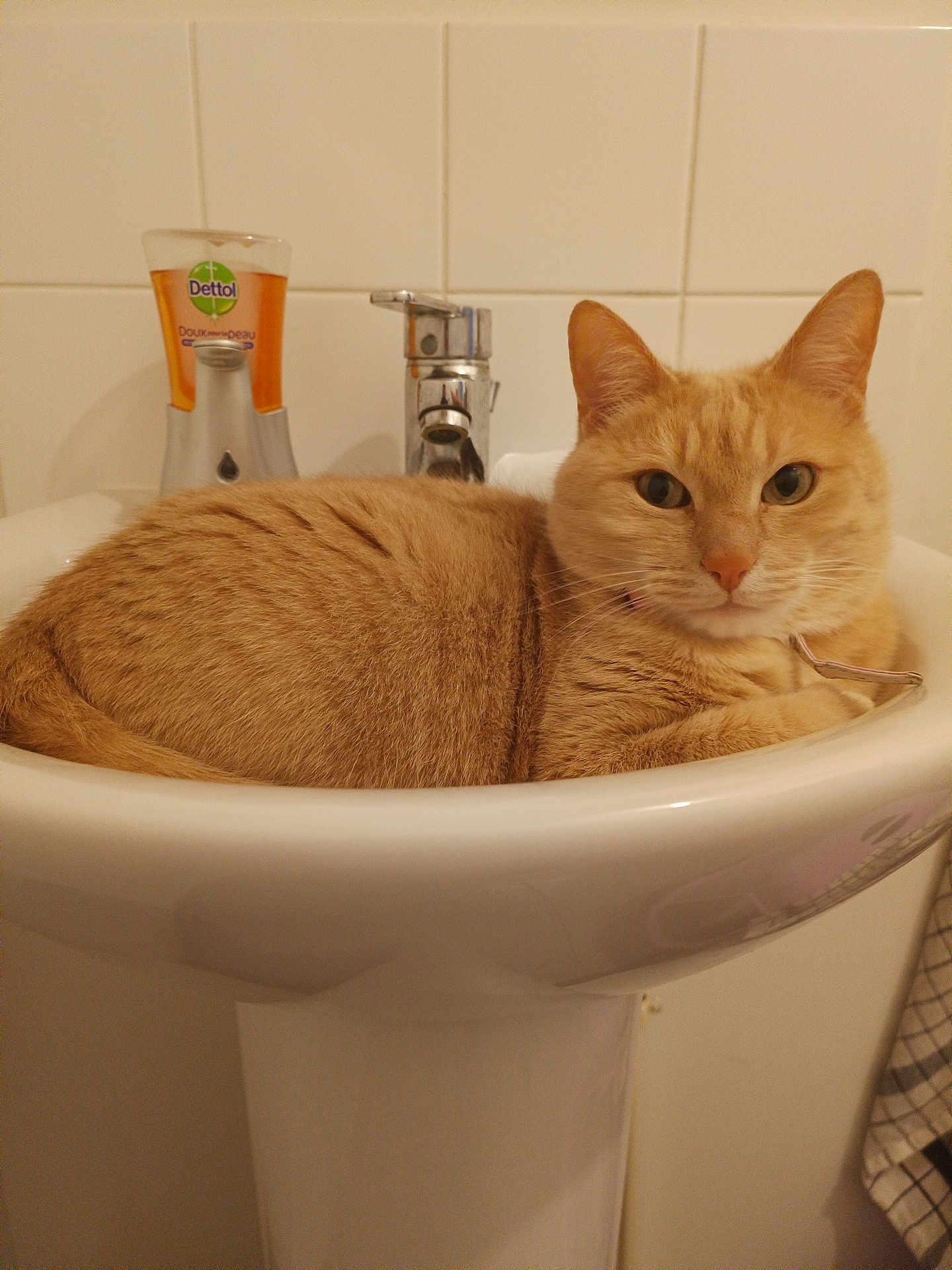 Minou