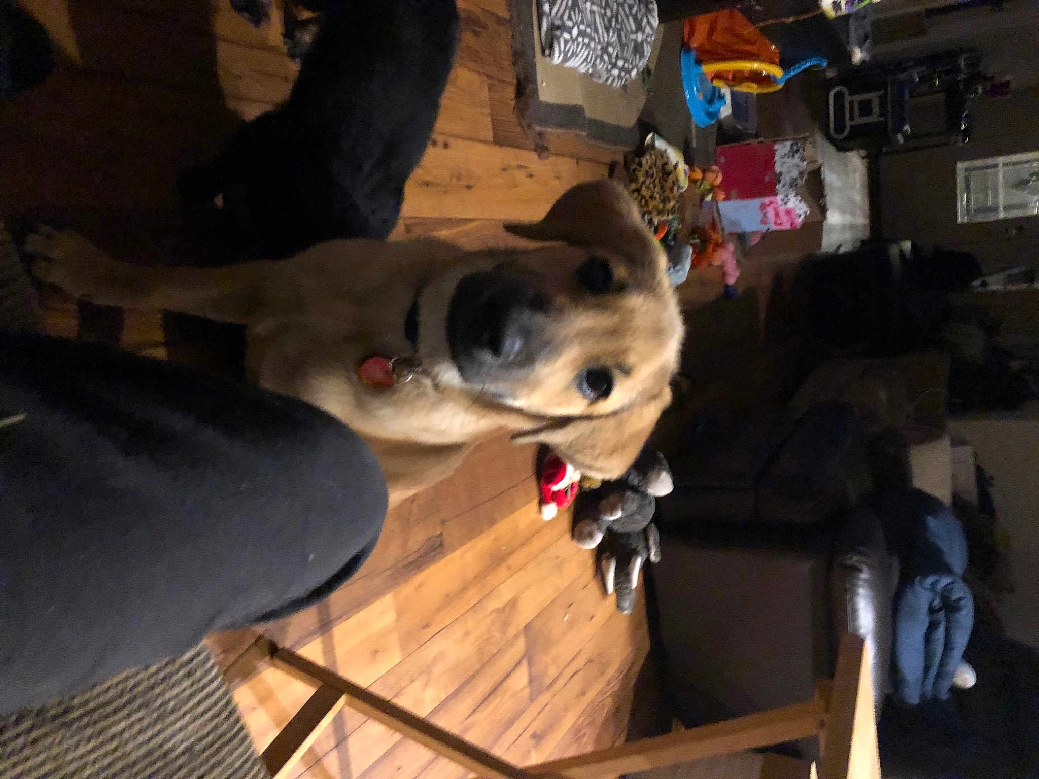 Dixie