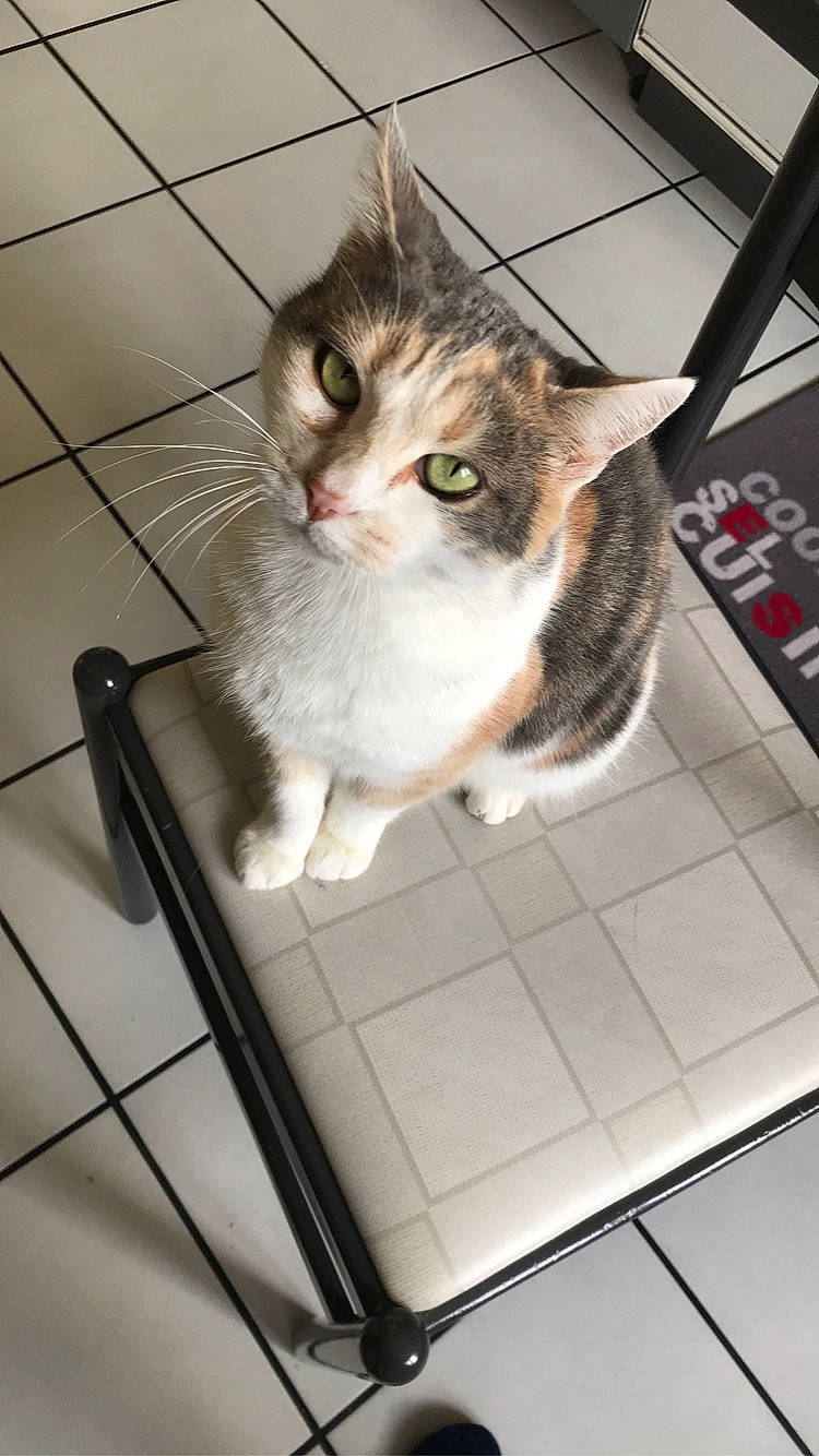 Nuts a rejoint le concours — aidez-le/la à gagner de superbes lots ! aegean_cat, american_shorthair, animal_shelter, asian, carnivore, cat, domestic_short_haired_cat, european_shorthair, felidae, kitten, photo_caption, polydactyl_cat, small_to_medium_sized_cats, tabby_cat, tile, whiskers