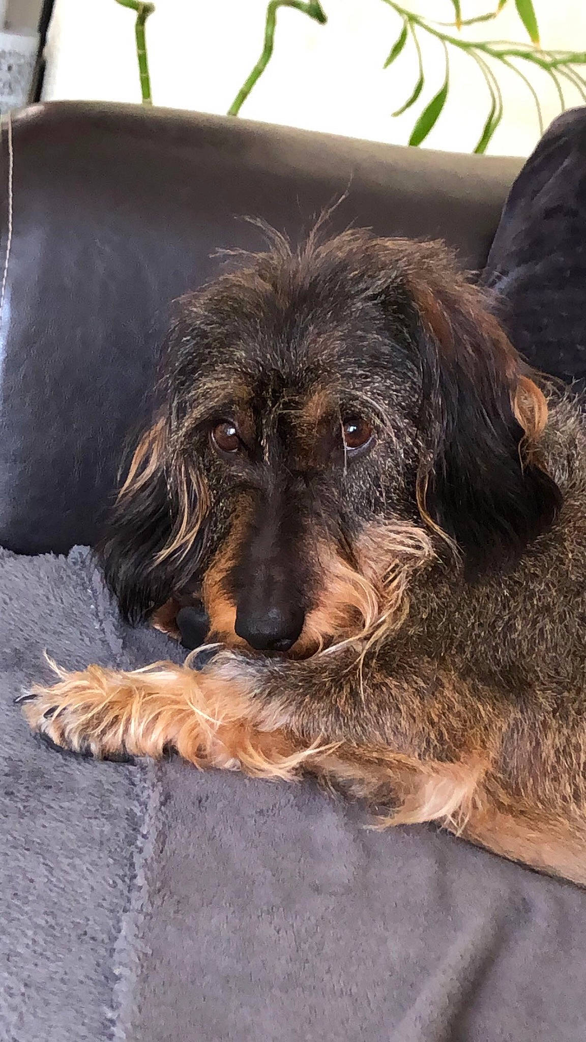 Perle participe au concours pour gagner de l'argent avec cette photo : canidae, carnivore, companion_dog, couch, dog, dog_breed, flooring, fur, liver, paw, small_terrier, snout, spaniel, sporting_group, tail, terrestrial_animal, terrier, working_animal, working_dog, working_terrier