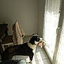 dog, indoor, tile_floor, glass_door, sunlight, toy, black_and_white, collar, chair, jacket, window, curtain, standing, pet, domestic, daylight, floor, animal, room, looking_out