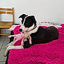 dog, black_and_white, stuffed_toy, pink_blanket, bed, wooden_chair, tile_floor, indoor, pet, animal, relaxed, toy, lying_down, collar, white_wall, comfort, fur, mammal, cute, household