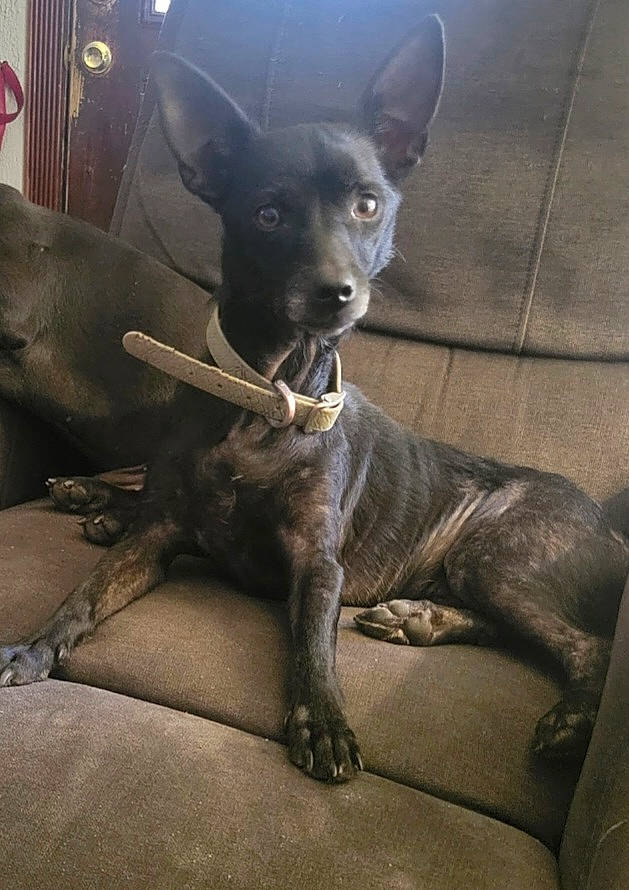 Blacky joined the competition — help win amazing prizes! canidae, carnivore, collar, comfort, companion_dog, dog, dog_breed, ear, fawn, grey, guard_dog, non_sporting_group, paw, snout, sporting_group, tail, terrestrial_animal, toy_dog, whiskers, working_animal