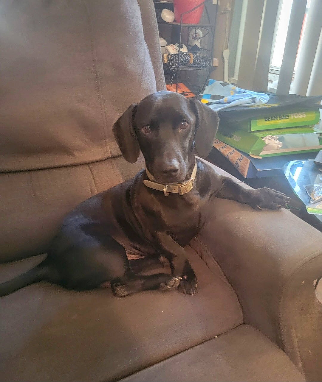 Blacky is registered to the contest to win money with this photo: borador, carnivore, collar, comfort, companion_dog, dog, dog_breed, dog_collar, fawn, grey, guard_dog, gun_dog, hunting_dog, liver, metal, pointing_breed, snout, sporting_group, whiskers, working_animal