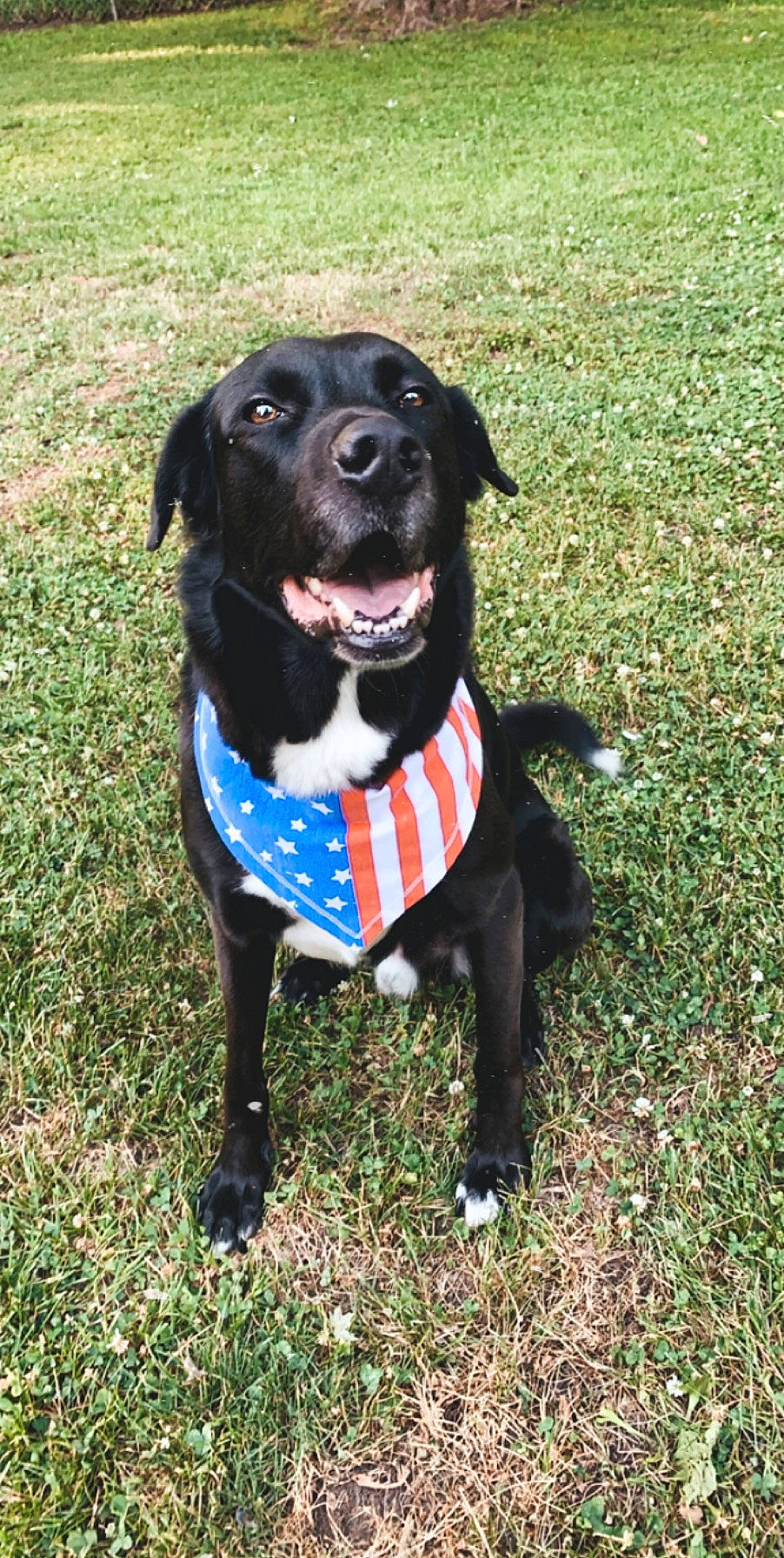 Brantley joined the competition — help win amazing prizes! beagador, borador, canidae, carnivore, companion_dog, dog, dog_breed, dog_collar, eurohound, hunting_dog, labrador_retriever, mammal, patterdale_terrier, rare_breed_dog, snout, sporting_group