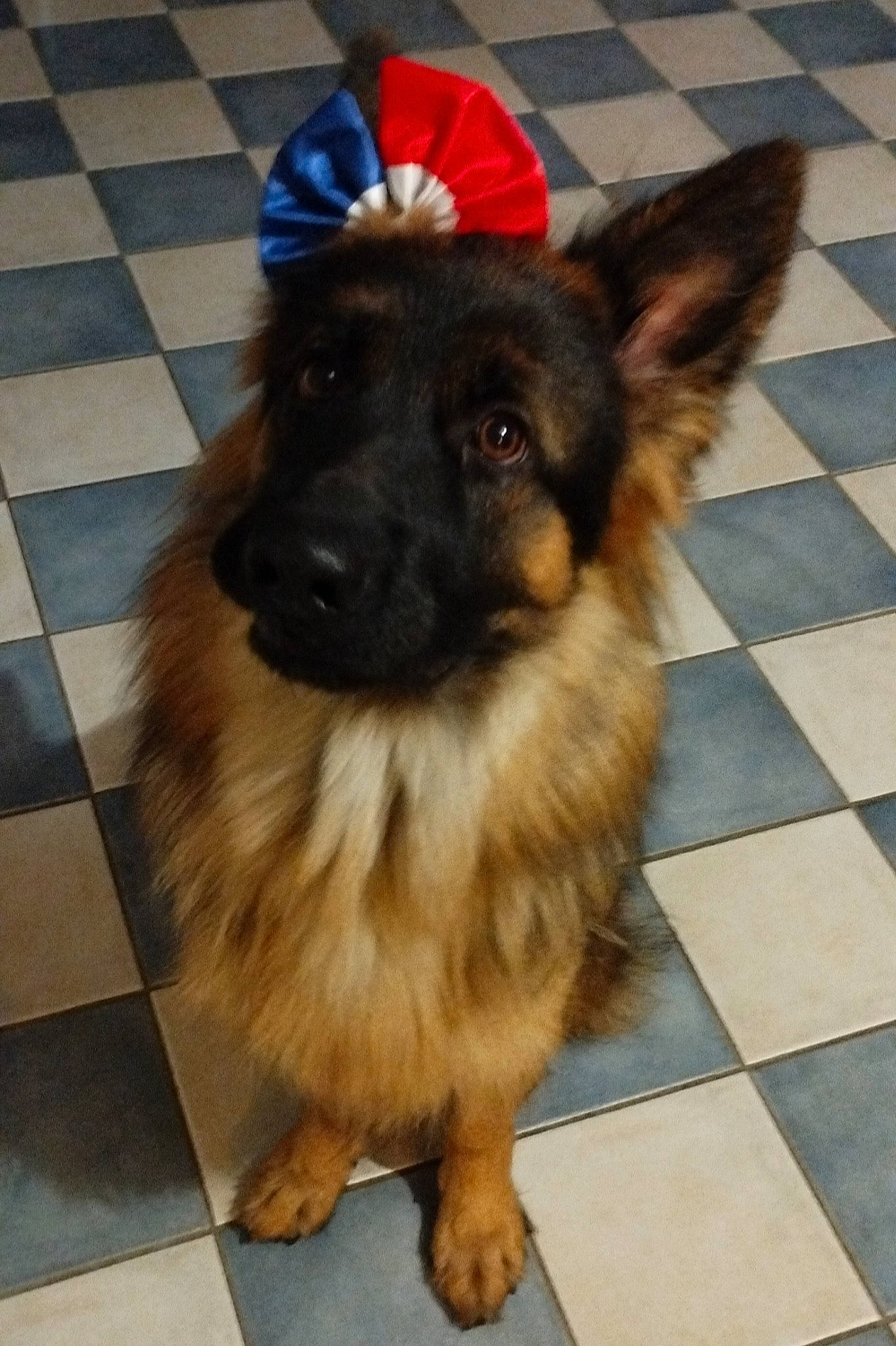 Kenya a rejoint le concours — aidez-le/la à gagner de superbes lots ! canidae, carnivore, companion_dog, dog, dog_breed, fawn, flooring, fur, german_shepherd_dog, hardwood, herding_dog, king_shepherd, paw, road_surface, shadow, snout, sporting_group, tile_flooring, whiskers, working_dog