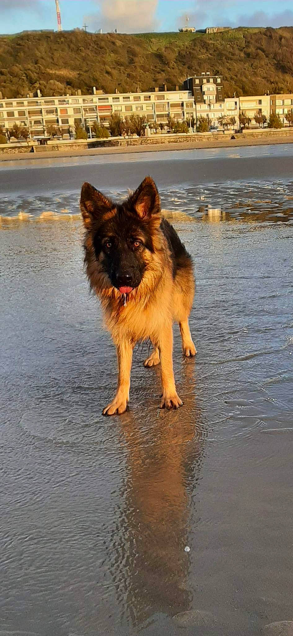 Kenya a rejoint le concours — aidez-le/la à gagner de superbes lots ! building, canidae, carnivore, companion_dog, dog, dog_breed, event, fawn, foot, german_shepherd_dog, herding_dog, king_shepherd, old_german_shepherd_dog, snout, sporting_group, tail, water, wildlife, working_animal, working_dog